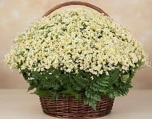 Цветочная композиция из Ромашки в корзине #REPLACE_PRED# Заиграево