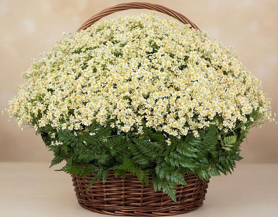 Цветочная композиция из Ромашки в корзине в Заиграево