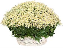 Цветочная композиция из Ромашки в корзине #REPLACE_PRED# Заиграево